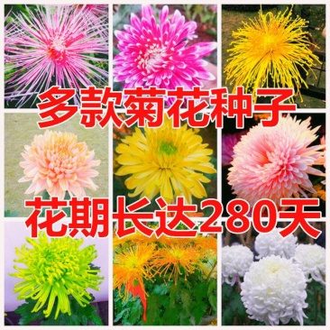 菊花种子盆栽室内花卉种籽贡菊野生菊花泡茶杭白菊种子