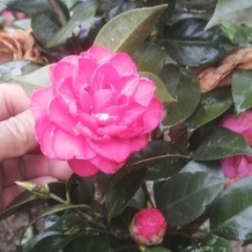 茶花1公分以上规格多绿化苗茶花精品茶花树