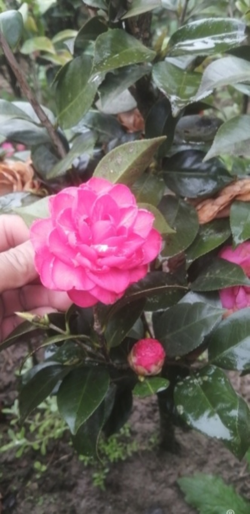 茶花1公分以上规格多绿化苗茶花精品茶花树