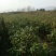 茶花1公分以上规格多绿化苗茶花精品茶花树