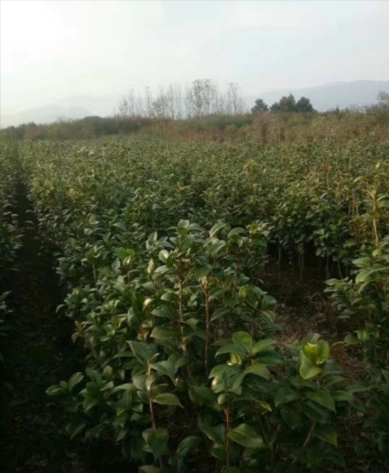 茶花1公分以上规格多绿化苗茶花精品茶花树