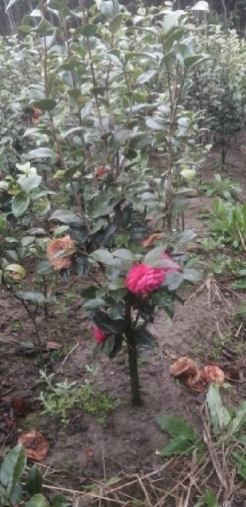茶花1公分以上规格多绿化苗茶花精品茶花树