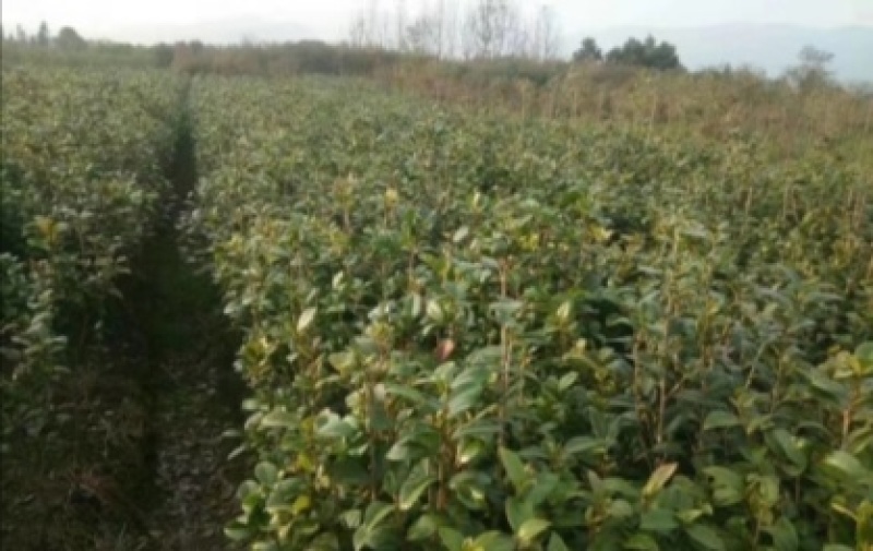 茶花1公分以上规格多绿化苗茶花精品茶花树