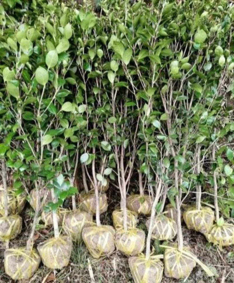 茶花1公分以上规格多绿化苗茶花精品茶花树