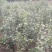 茶花1公分以上规格多绿化苗茶花精品茶花树