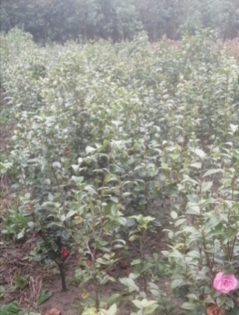 茶花1公分以上规格多绿化苗茶花精品茶花树