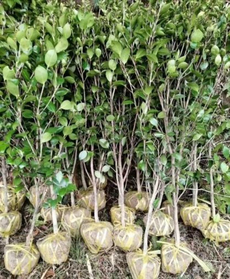 茶花1公分以上规格多绿化苗茶花精品茶花树