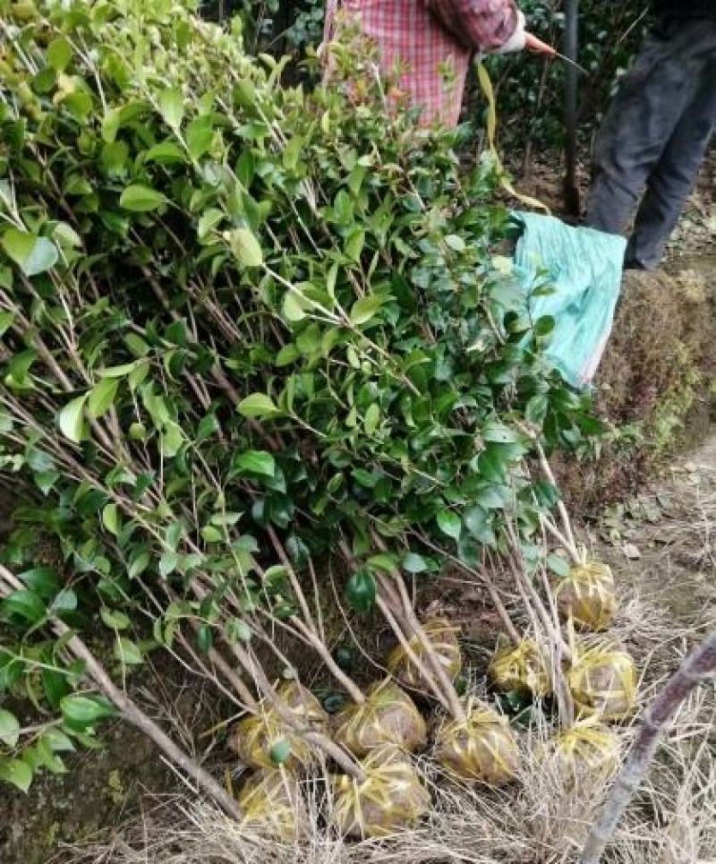 茶花1公分以上规格多绿化苗茶花精品茶花树