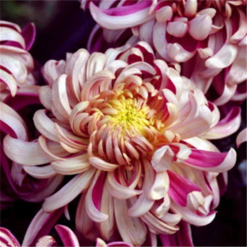 菊花种子盆栽室内花卉种籽贡菊野生菊花泡茶杭白菊种子