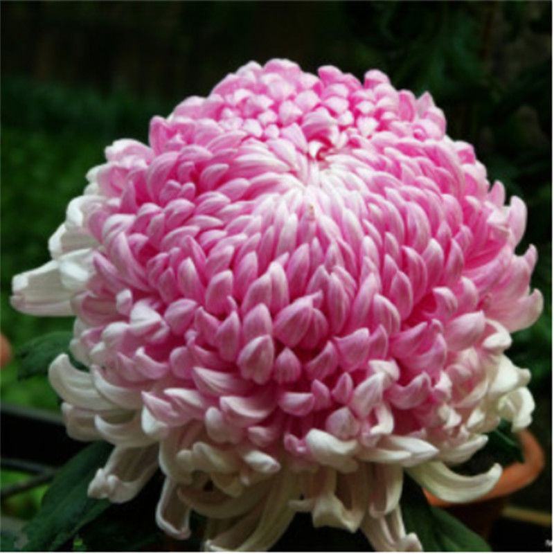 菊花种子盆栽室内花卉种籽贡菊野生菊花泡茶杭白菊种子