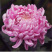 菊花种子盆栽室内花卉种籽贡菊野生菊花泡茶杭白菊种子