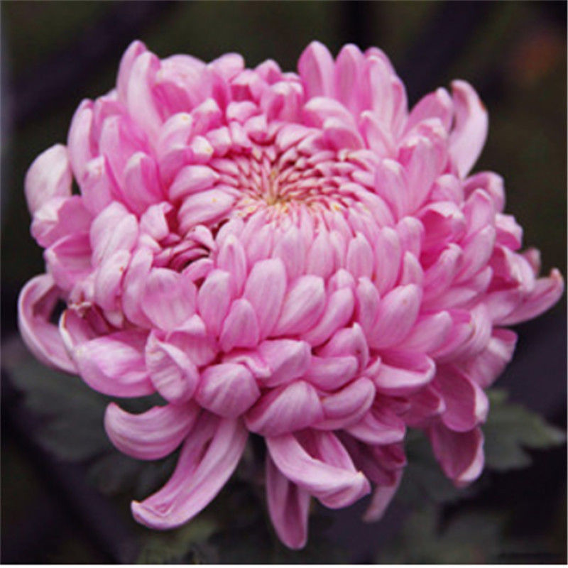菊花种子盆栽室内花卉种籽贡菊野生菊花泡茶杭白菊种子