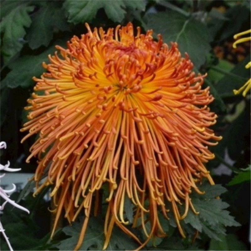 菊花种子盆栽室内花卉种籽贡菊野生菊花泡茶杭白菊种子