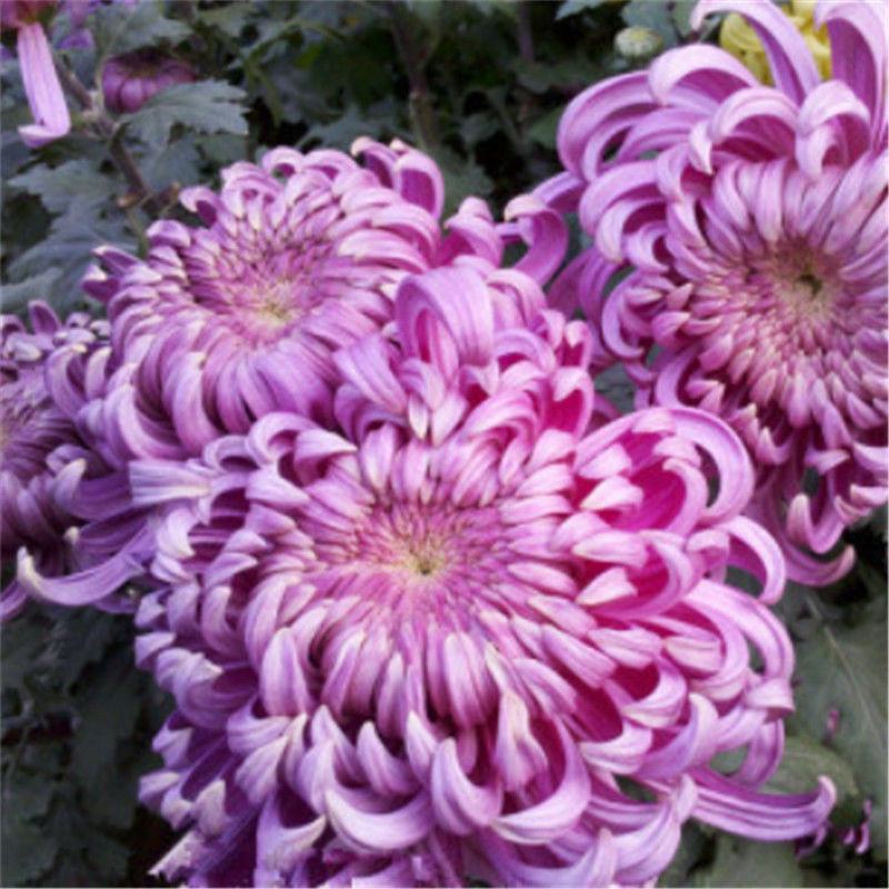 菊花种子盆栽室内花卉种籽贡菊野生菊花泡茶杭白菊种子