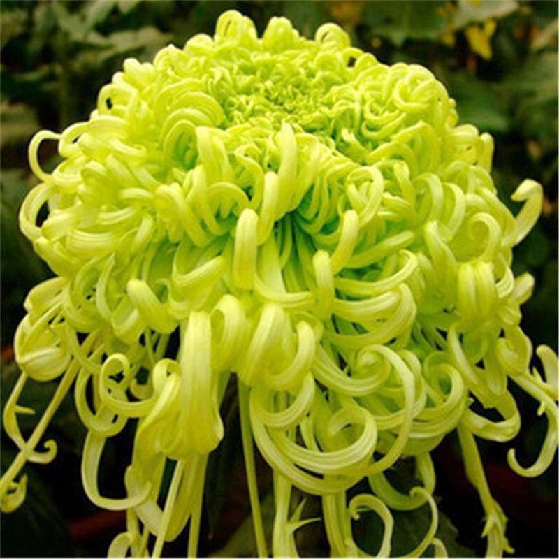 菊花种子盆栽室内花卉种籽贡菊野生菊花泡茶杭白菊种子