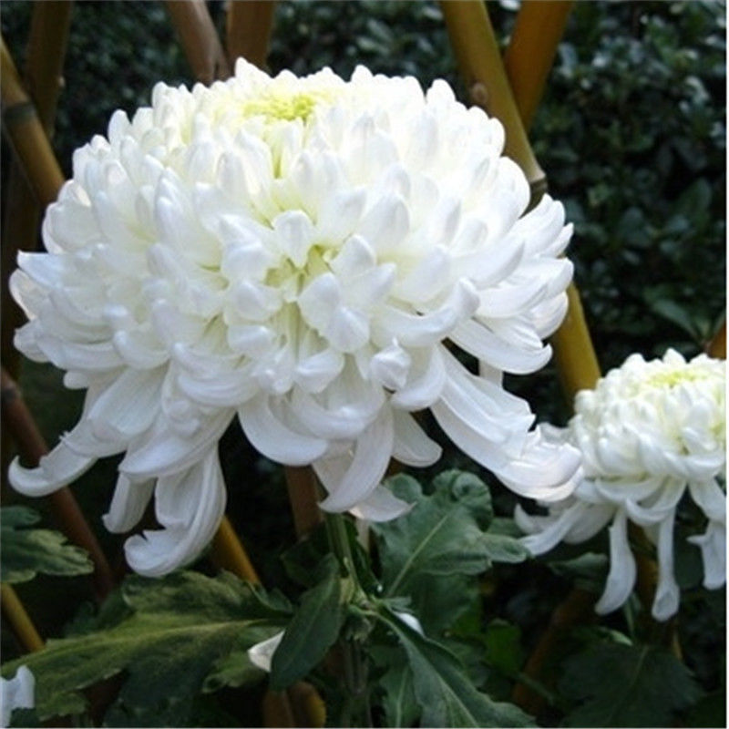 菊花种子盆栽室内花卉种籽贡菊野生菊花泡茶杭白菊种子