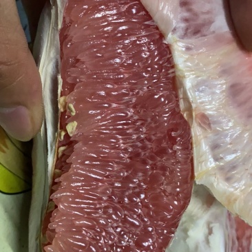 广东梅州产地直供红心三红白肉蜜50斤1/袋