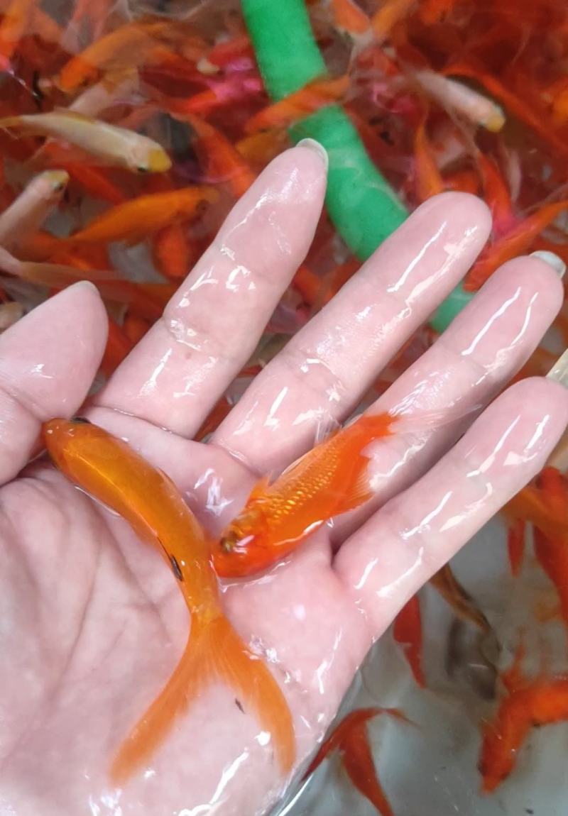 锦鲤鱼苗产地直销批发大量现货供应质量保证