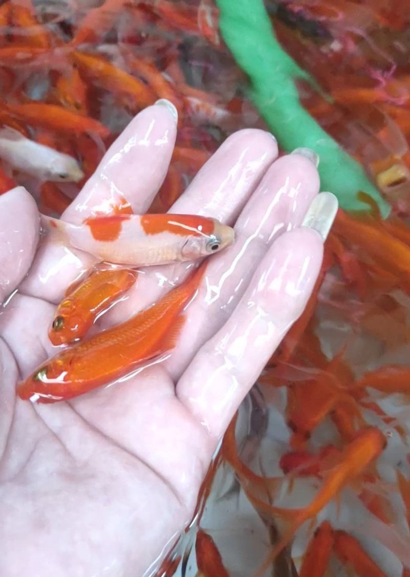 锦鲤鱼苗产地直销批发大量现货供应质量保证