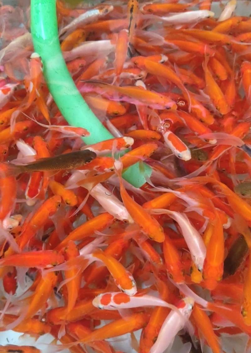 锦鲤鱼苗产地直销批发大量现货供应质量保证