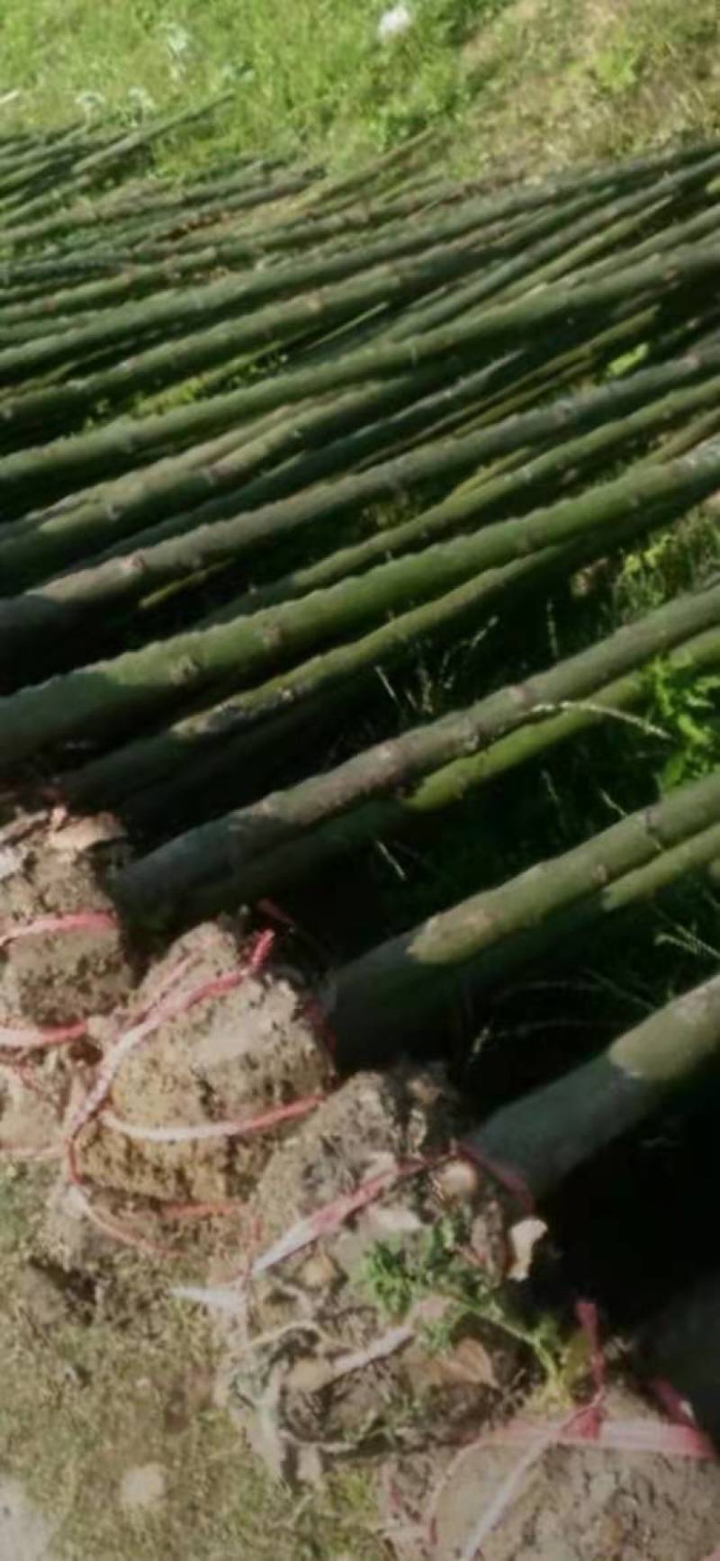 香樟小苗2345公分规格多精品香樟小苗绿化小苗