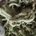 [精品]金鸡脚草，深山采集干鲜都有货，每年十月后没鲜货
