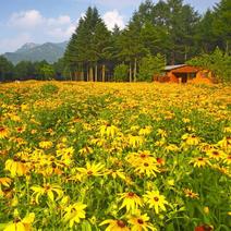 黑心菊花种子金光菊花种籽子多年生耐寒四季种易活庭院室外植