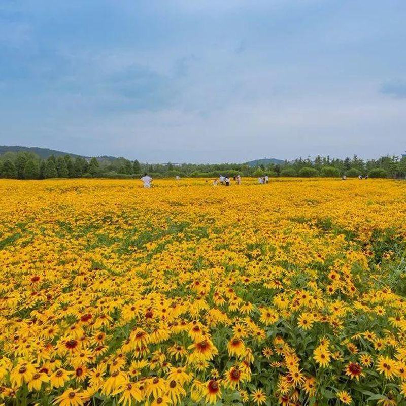 黑心菊花种子金光菊花种籽子多年生耐寒四季种易活庭院室外植