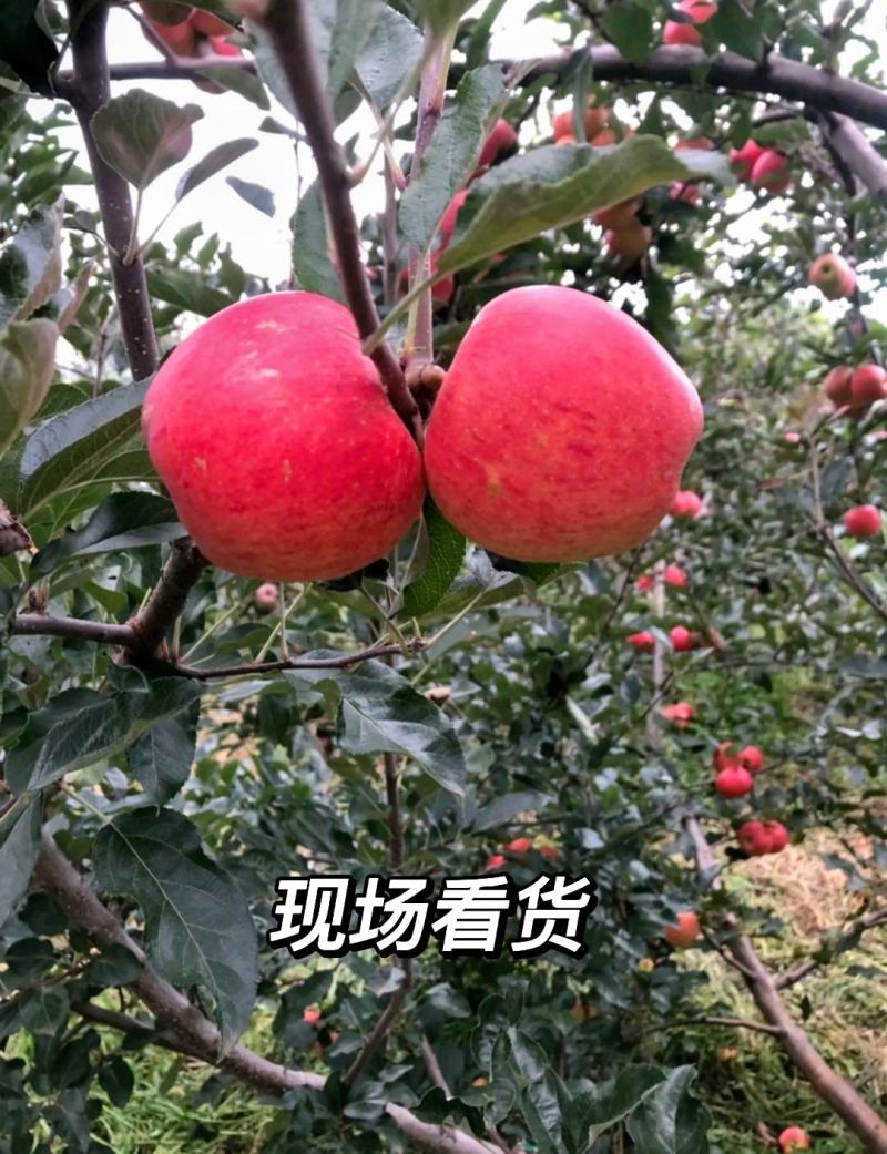 大凉山盐源糖心丑苹果一件代发代办服务电商平台供货