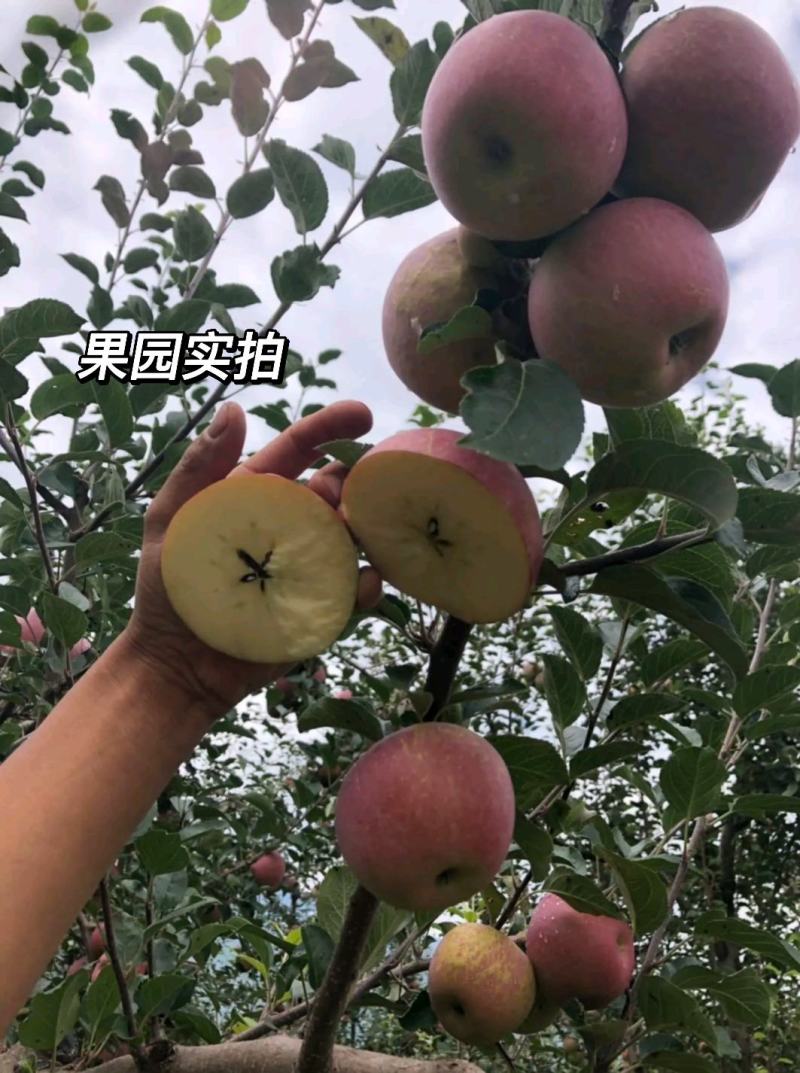 大凉山盐源糖心丑苹果一件代发代办服务电商平台供货