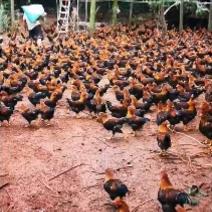 长期大量出售7两—5斤多的山林放养清远麻阉鸡
