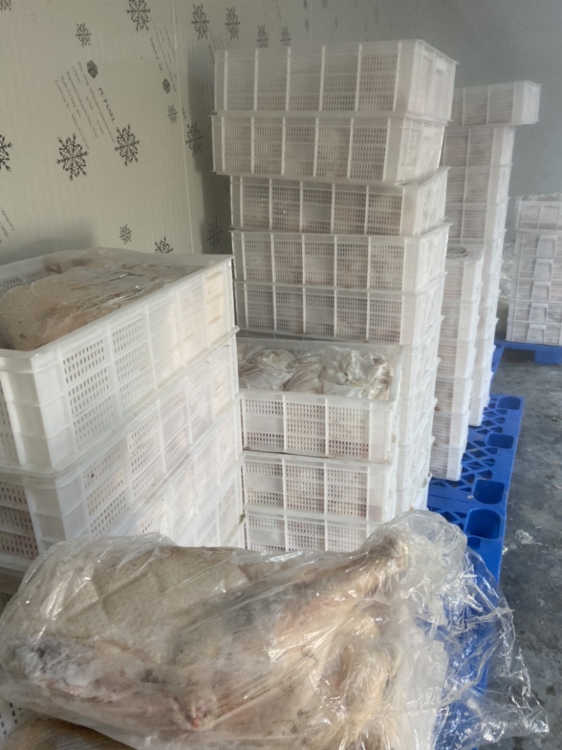 精品鹅体可预订现杀量大价优欢迎新老客户选购