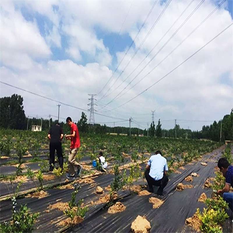 防草布农用除草布果园抗老化果树耐用地膜透气保湿园艺地布盖