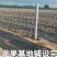 防草布农用除草布果园抗老化果树耐用地膜透气保湿园艺地布盖