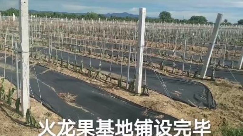防草布农用除草布果园抗老化果树耐用地膜透气保湿园艺地布盖