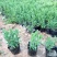 薰衣草花苗小苗盆栽阳台庭院花卉香水植物灵香草香草黄香草