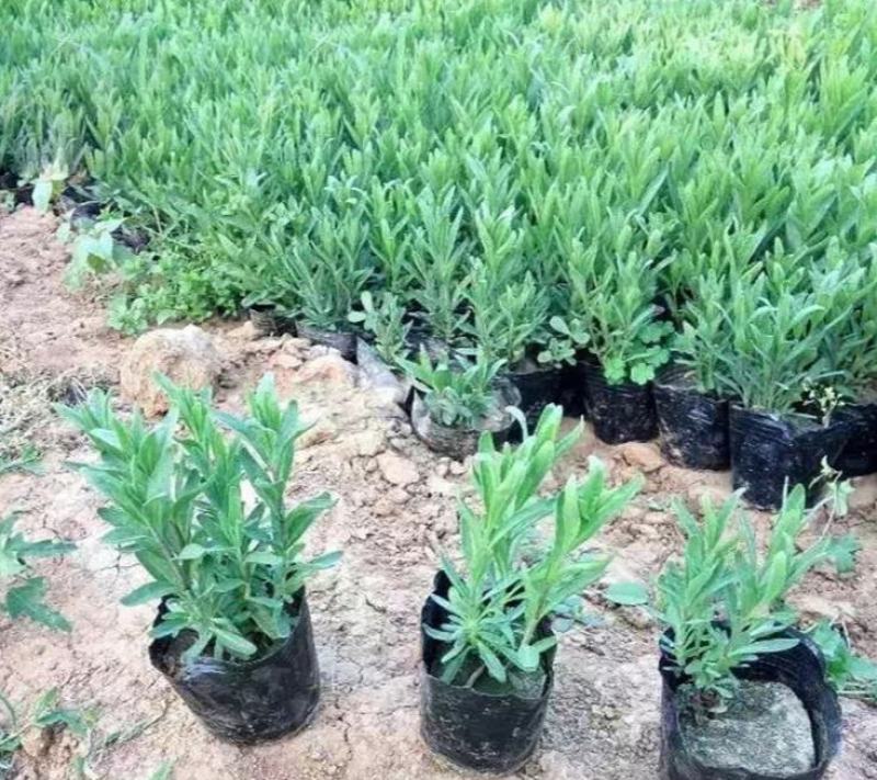 薰衣草花苗小苗盆栽阳台庭院花卉香水植物灵香草香草黄香草