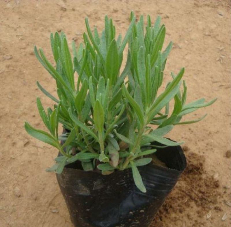 薰衣草花苗小苗盆栽阳台庭院花卉香水植物灵香草香草黄香草