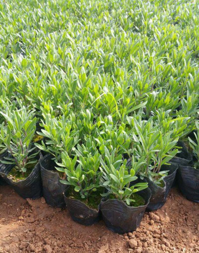 薰衣草花苗小苗盆栽阳台庭院花卉香水植物灵香草香草黄香草