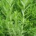 薰衣草花苗小苗盆栽阳台庭院花卉香水植物灵香草香草黄香草