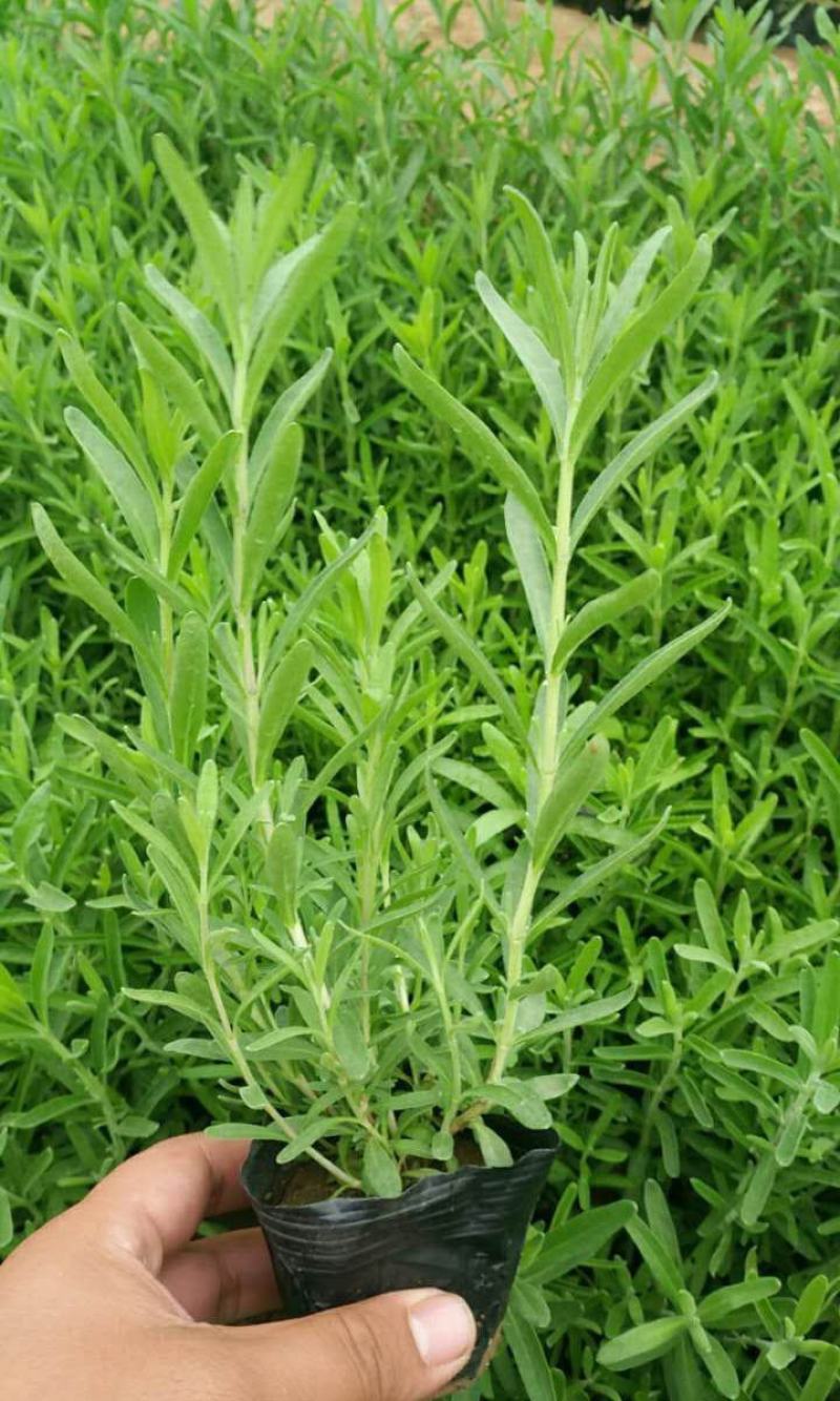 薰衣草花苗小苗盆栽阳台庭院花卉香水植物灵香草香草黄香草