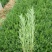 薰衣草花苗小苗盆栽阳台庭院花卉香水植物灵香草香草黄香草