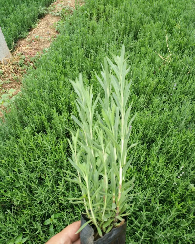 薰衣草花苗小苗盆栽阳台庭院花卉香水植物灵香草香草黄香草