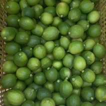广东香水柠檬