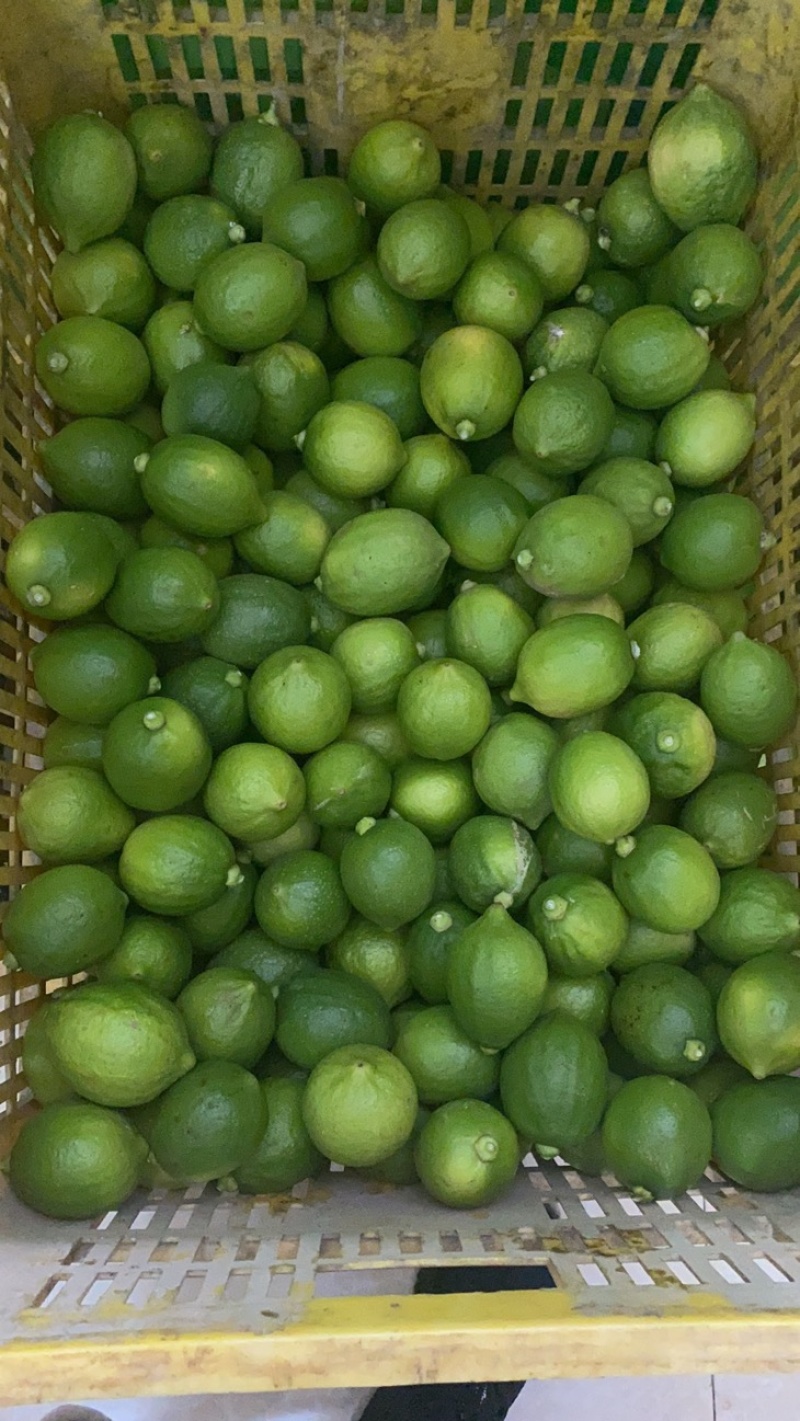 广东香水柠檬