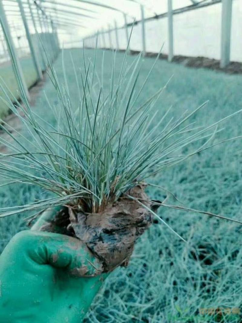 蓝羊茅苗花园庭院植物花卉耐寒地被观叶宿根四季绿植