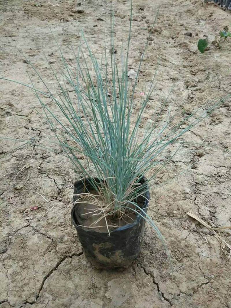 蓝羊茅苗花园庭院植物花卉耐寒地被观叶宿根四季绿植
