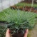 蓝羊茅苗花园庭院植物花卉耐寒地被观叶宿根四季绿植