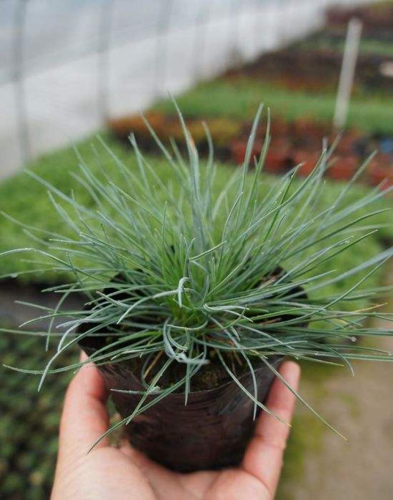 蓝羊茅苗花园庭院植物花卉耐寒地被观叶宿根四季绿植