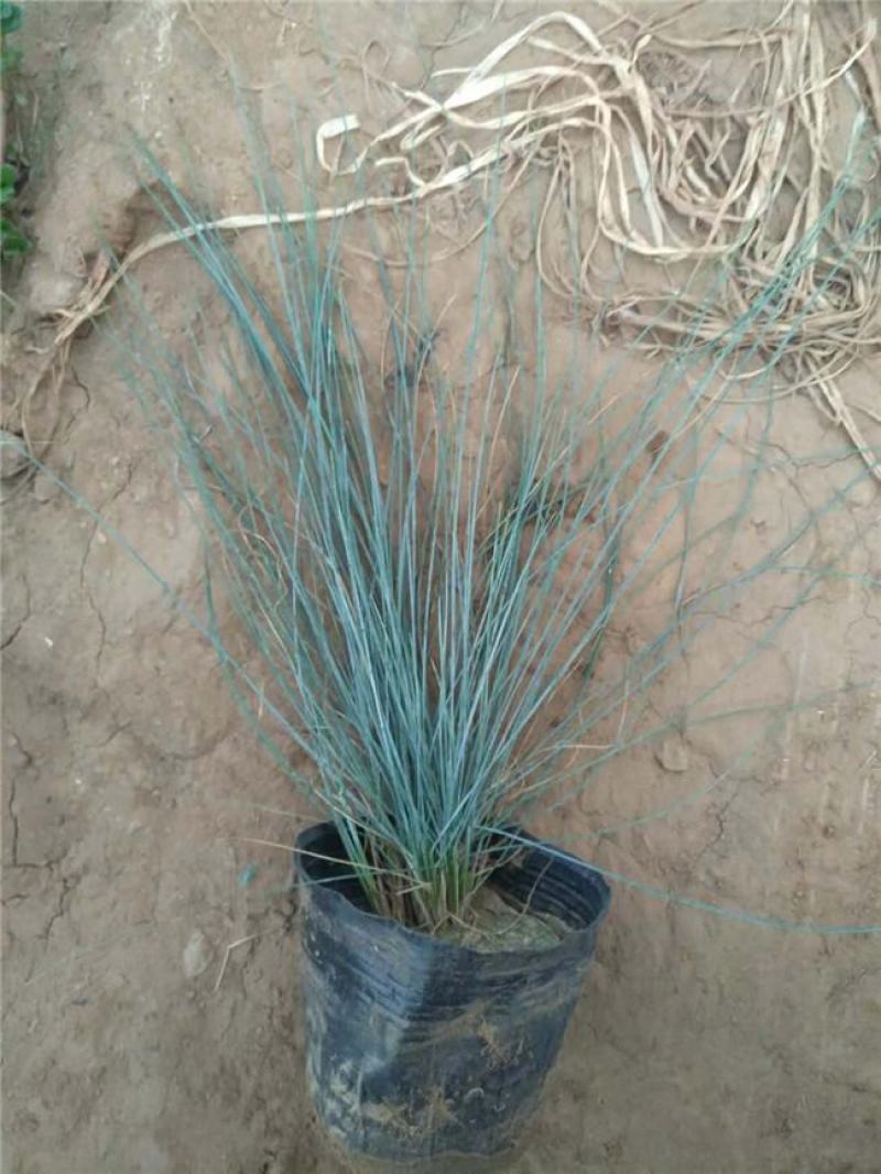 蓝羊茅苗花园庭院植物花卉耐寒地被观叶宿根四季绿植